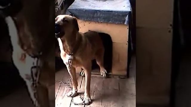 Собаку грызут блохи. Часть 1.