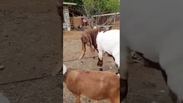 Покрытие козлом Камори смотреть онлайн