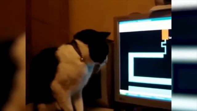 ???TRY NOT TO LAUGH!!! ?Cats vs Cucumbers Compilation Funniest Moment When Cat Scared смотреть онлайн