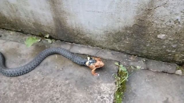 Змея атакует и ест лягушку смотреть онлайн