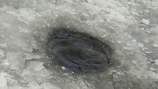 Рефтинское водохранилище. Залив Чайка . Первый лёд , 17 ноября 2021 смотреть онлайн