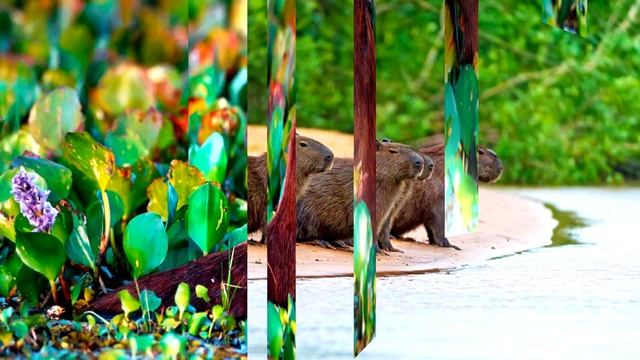 Доклад про Капибару смотреть онлайн