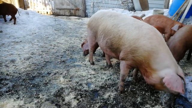 Дюрки 4ре месяца тоже вышли погулять. и Стрелка вместе с ними. смотреть онлайн