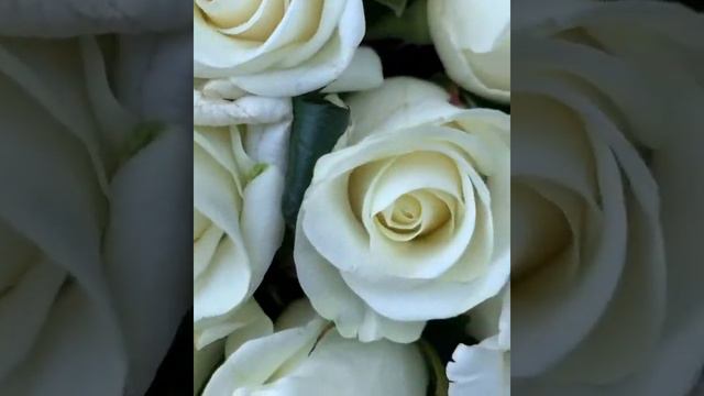 Розы БЕЛУГА КУПИТЬ БЕЛЫЕ РОЗЫ ДНЕПР смотреть онлайн