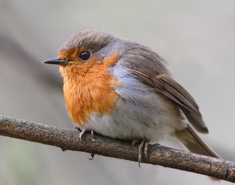 Всероссийский день заповедников и национальных парков смотреть онлайн