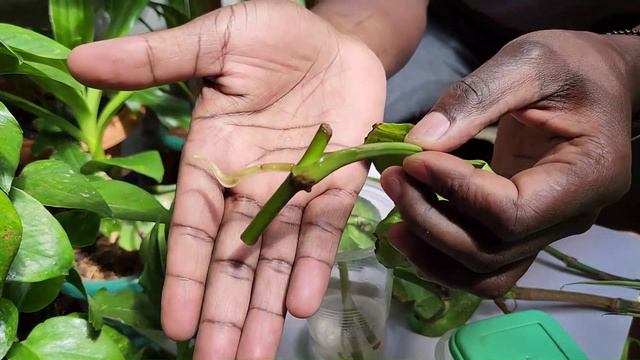 Huge Jade Pothos Propagation from Moss Pole with Cinnamon смотреть онлайн