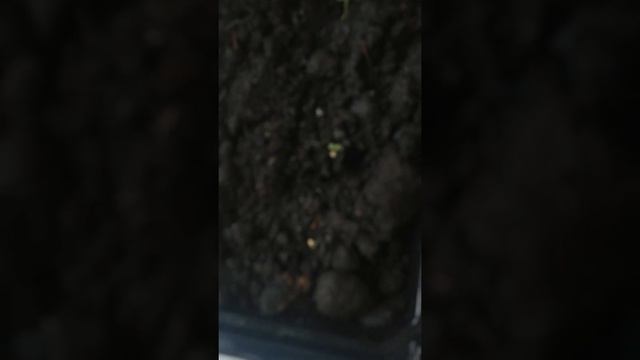 15 февраля 2022 г.первые всходы семян клубники... смотреть онлайн