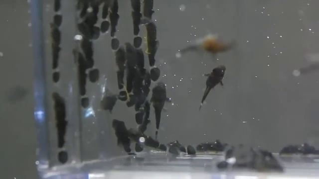 Звездчатый Анциструс