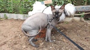 Обзор на Пончика. Кот сфинкс.