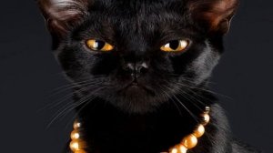 Бомбейская кошка — описание котов породы бомбей