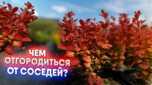 Чем отгородиться от соседей?