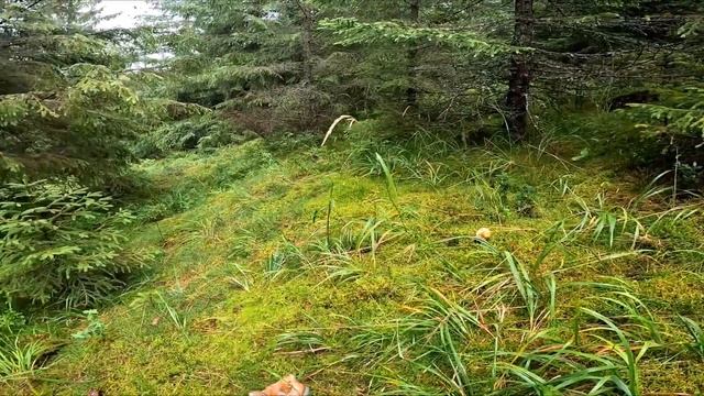 Am găsit HRIBI mulți în Apuseni! Boletus PINOPHILUS și boletus EDULIS! смотреть онлайн