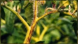 Болезни рассады помидоров предотвращаем и лечим