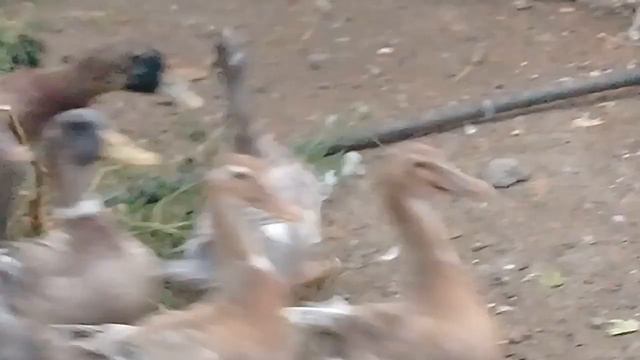 Утки Фаворит и Башкирская в 3,5 месяца/гуси,обзор! смотреть онлайн