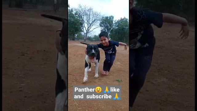 #panther #pitbull pakki wali dosti смотреть онлайн