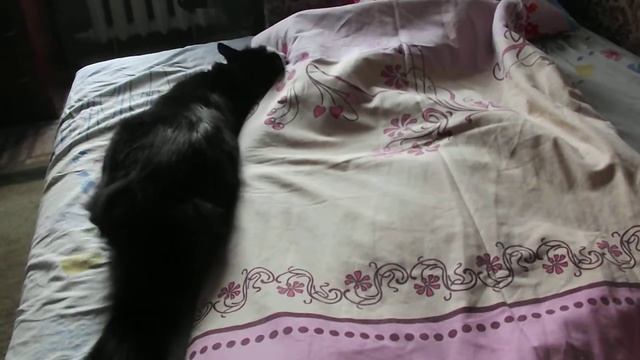 Мой кот, и одеяло с натуральной шерсти :D смотреть онлайн