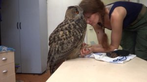 Пожмякать Ёлку за ногу