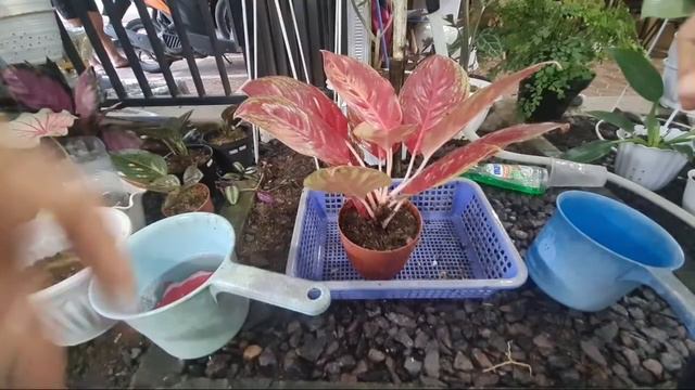 Repotting Sunset 2 minggu Lepas Dari Sungkup смотреть онлайн