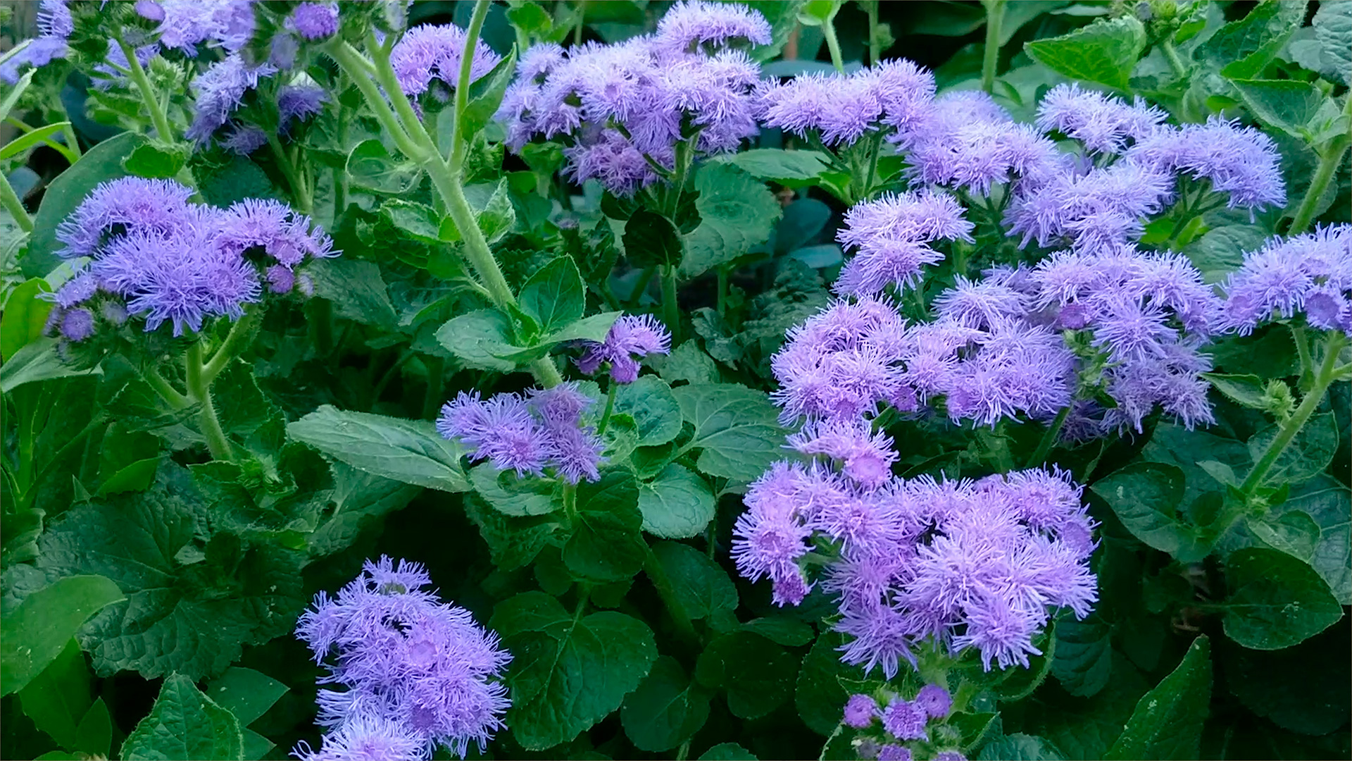 Как взошёл агератум. Отличная всхожесть и плохая. Каким агрофирмам ещё можно доверять смотреть онлайн