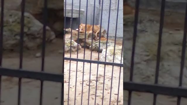 Львы. Семья львов! Васильевский зоопарк! смотреть онлайн