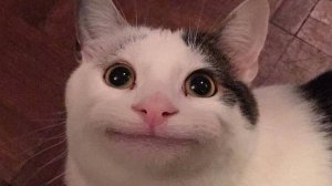 подборка мемов #1