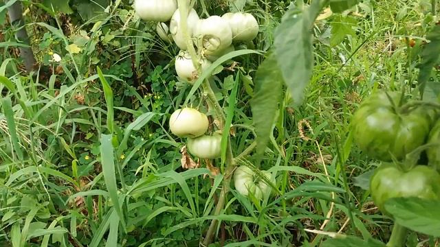 Томаты зреют в открытом грунте. Конец июля смотреть онлайн