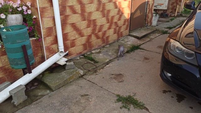 Кошка сфинкс впервые приехала на дачу Впервые на улице смотреть онлайн