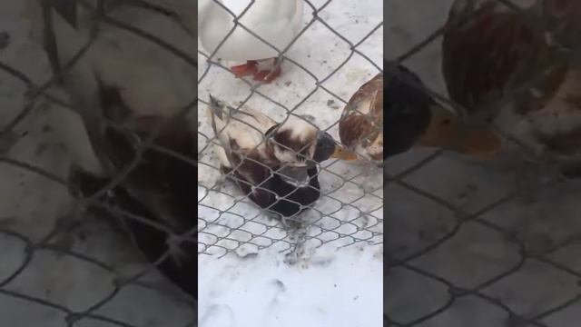 ХОХЛАТАЯ УТКА... смотреть онлайн