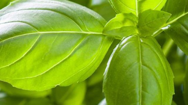 Специи. БАЗИЛИК или РЕГАН. ARGoStav Kitchen /ENG SUB смотреть онлайн