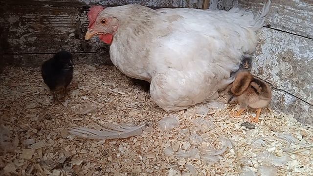 Осенние цыплята. Как прошел вывод под квочкой. Дети Доминанта смотреть онлайн