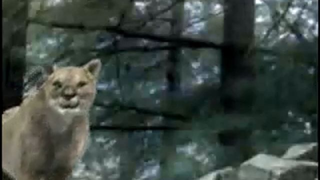 Animal Face Off - Wolf Vs. Cougar