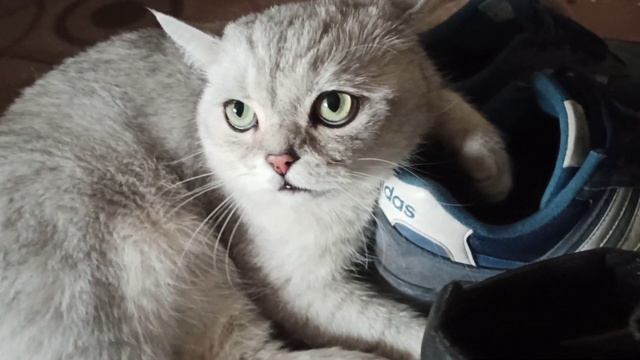 Кот Лежит На Обуви и Нюхает Её, Что Это Значит? смотреть онлайн