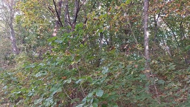 По лесной осенней дороге. Лагуна Тихая. Тавричанка 30.09.2023 смотреть онлайн