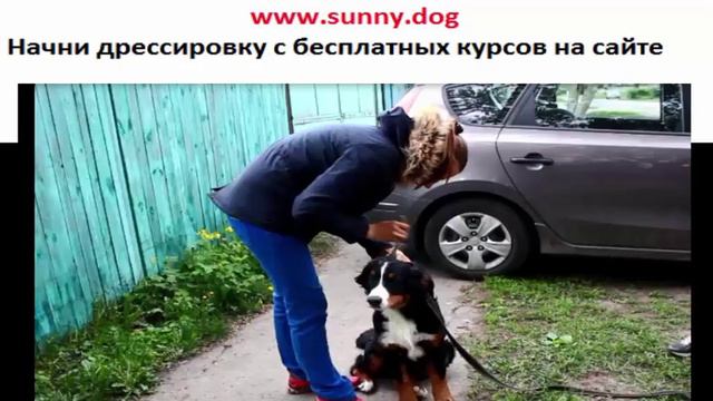 Пес тянет поводок? Не проблема! Отучаем правильно. Практика часть 5. смотреть онлайн