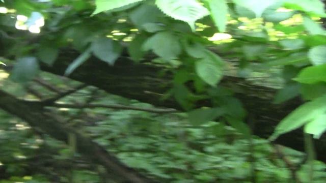 Как вырастить вяз, карагач. Сбор семян. Часть 2. смотреть онлайн