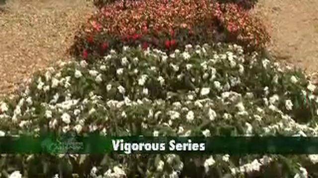Sunpatiens - MSU Extension Service смотреть онлайн