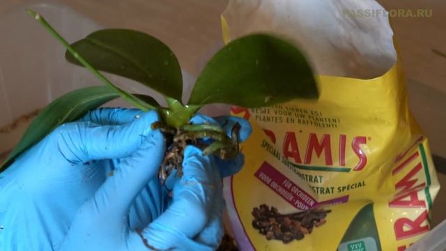 НЕ реанимируем пришедшие орхидеи! смотреть онлайн