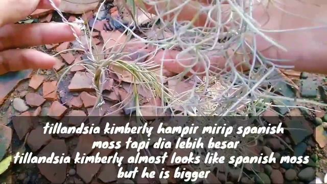 Tillandsia Kimberly Air Plants