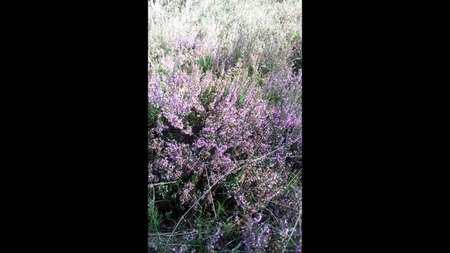 Верес, Полісся / Heather смотреть онлайн