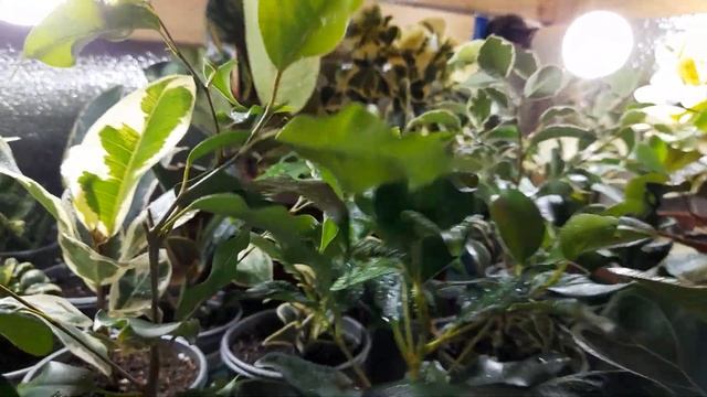 Как я размножаю фикусы. смотреть онлайн