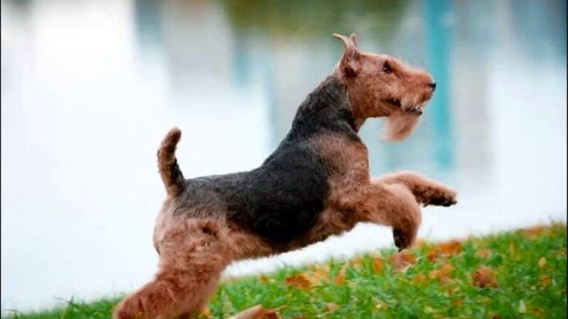 Все породы собак.Вельштерьер / Вельш Терьер (Welsh Terrier) смотреть онлайн