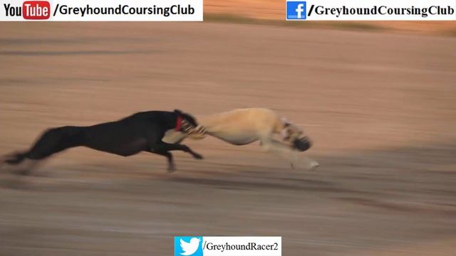 very fast greyhound chasing brown hares смотреть онлайн