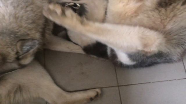 Любовь между Хаски смотреть онлайн