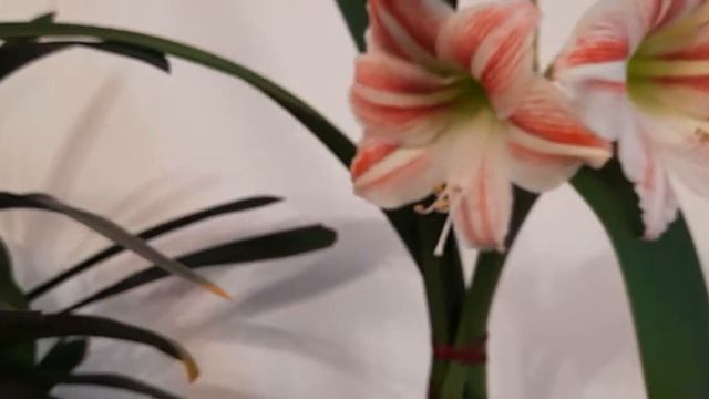 #комнатныецветы #гиппеаструм #кливия / Гиппеаструм. Кливия. Весеннее цветение. смотреть онлайн