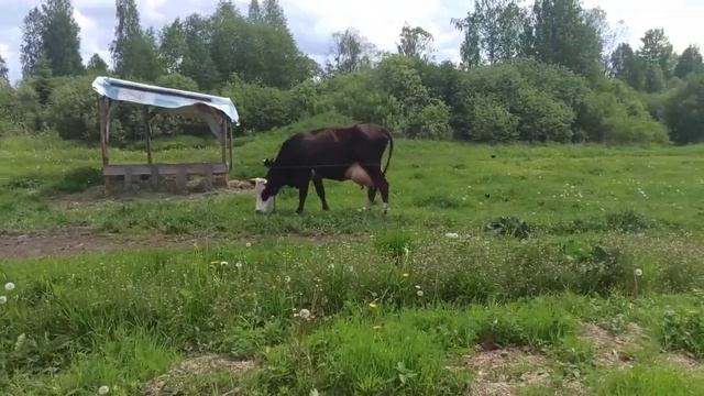 Выпустила индюшат на волю/Привезли опилки/С огородом не дружу/ Баню используем не по назначению! смотреть онлайн