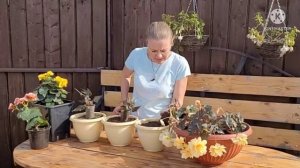 Какой грунт нужен БЕГОНИЯМ, почва для бегонии, эксперимент советы и опыт от Ани