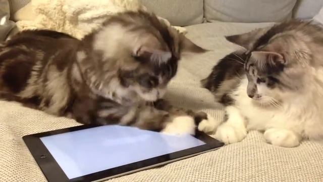 Купите вашей кошке планшет! смотреть онлайн