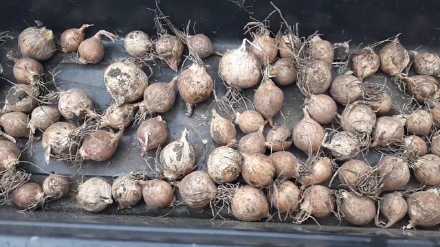 Огородные страсти