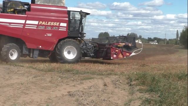 Уборка гречихи в Беларуси. Полесье GS 12 А1 смотреть онлайн