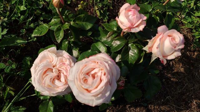 Розы. Цветение новинок в моем саду, с названиями сортов. (ч.3) смотреть онлайн